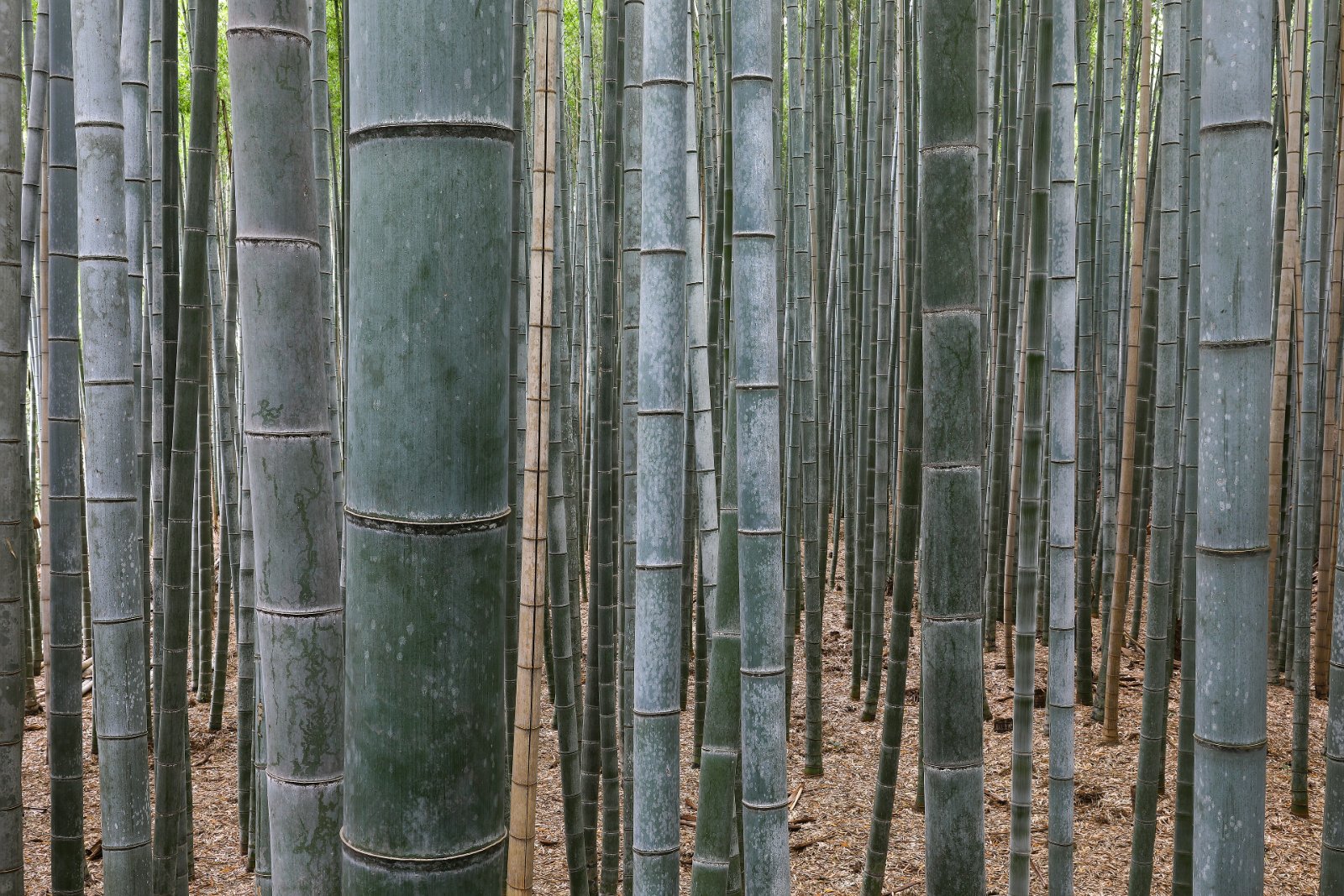 The bamboo grove at Arashiyama, Kyoto