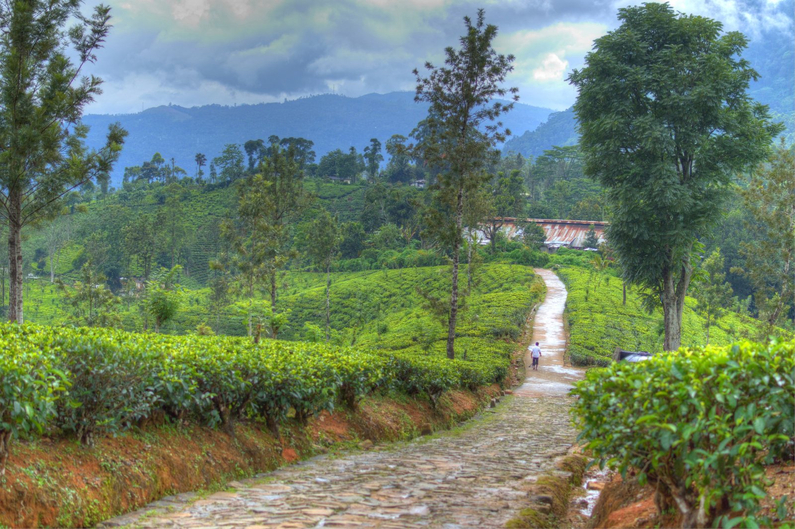 Tea plantations in Sri Lanka's hill country near the scenic railway line